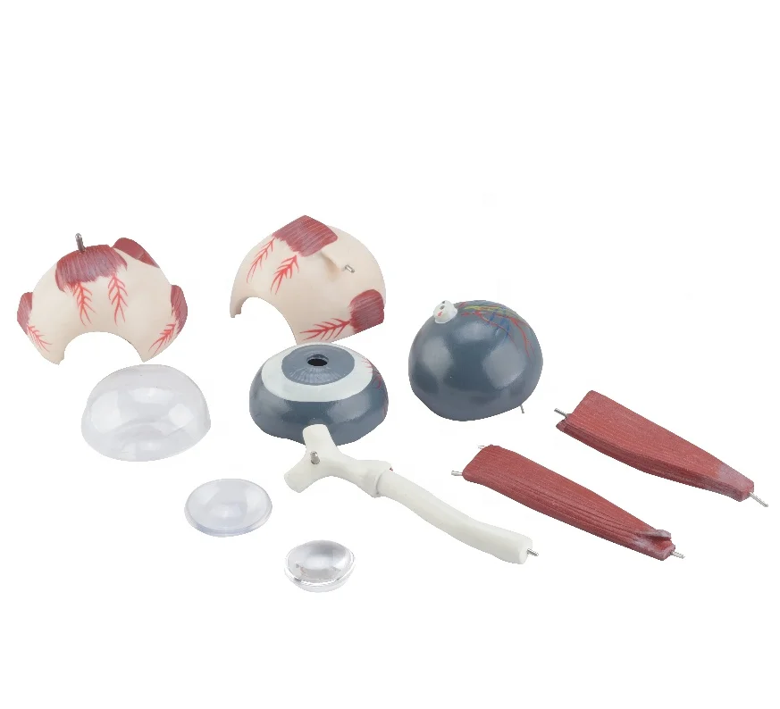 Человеческого тела мини и орбитальные модель 3 раза увеличен (10 частей), медицинский анатомические образовательной модели CBM-221C