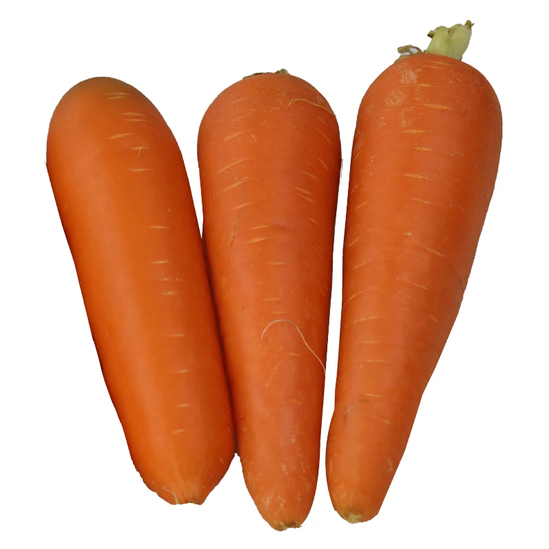 High Quality Carrot In China Fresh Carrot Chinese Carrot Buy Carrot Fresh From Fresh Carrots Supplier Or Manufacturer Carrot Fresh Find Complete Details About China Carrot Manufacturer Carrot Planter Product On Alibaba Com