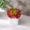 CF02249 Rojo
