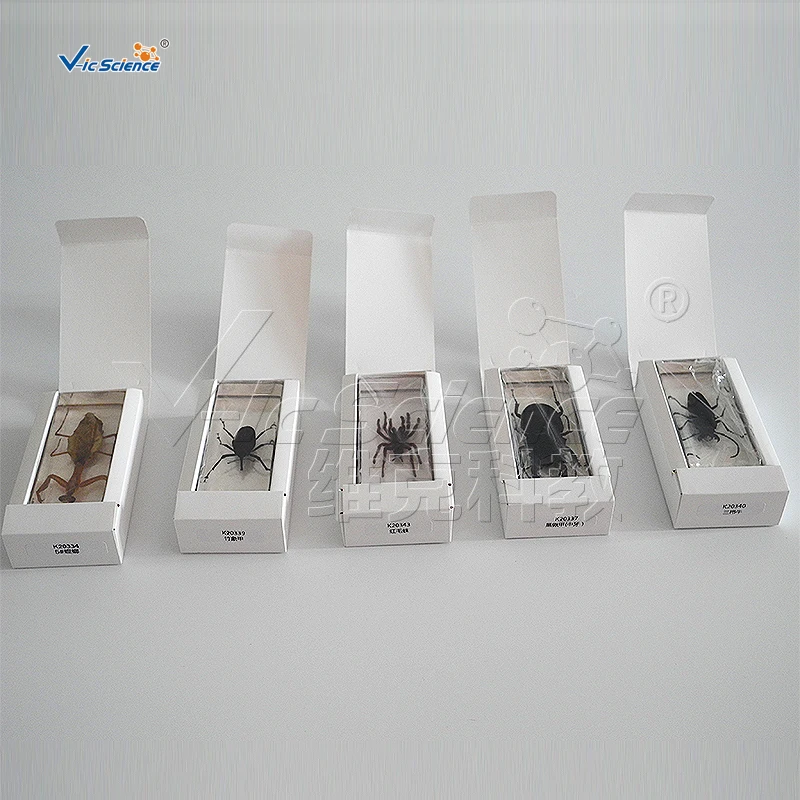 Обучающий образец настоящего насекомого из смолы