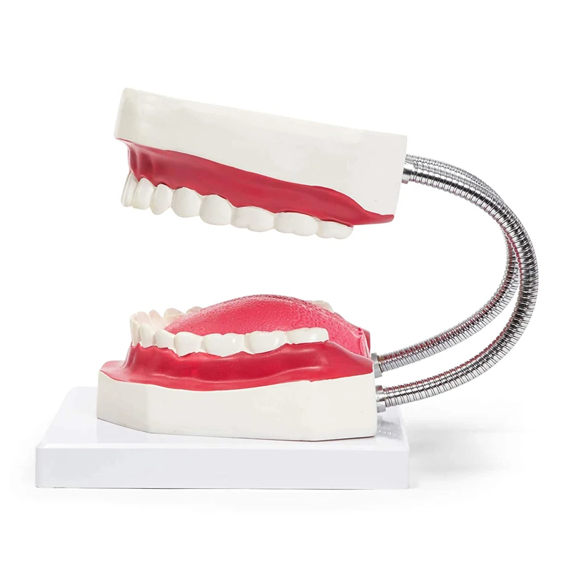 Kindergarten Teaching Children Brush Teeth Toy Dental Care Model