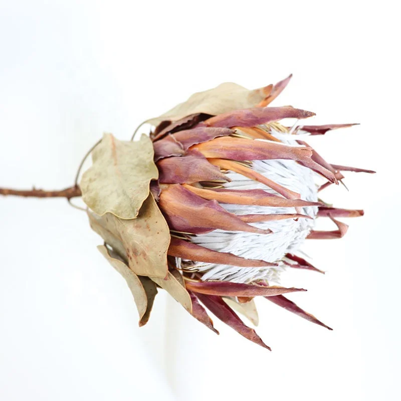 Wholesale King Protea Cynaroides Dry Natural Flowers Bouquet Decoration Buy King Protea Wholesale Dried Flowers Dry Flowers Product On Alibaba Com