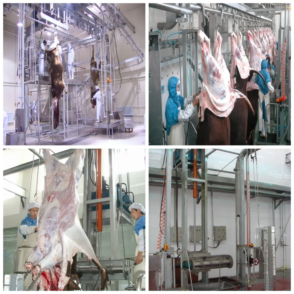 Professional cattle slaughtering line for efficient beef processing and export-oriented facilities