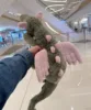 Drago alato della salvia