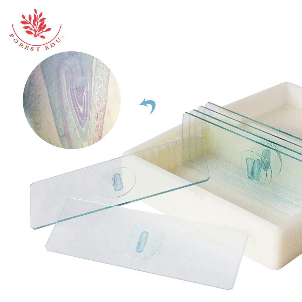 Corn Seed Longitudinal Cut Microscope Slides Monocotyledon Seed Radicle