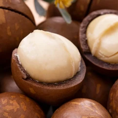 VANILLA FLAVOR Macadamia Nuts in the Shell Bulk Supply for Export at Best Price Delicious Macadamia Nuts