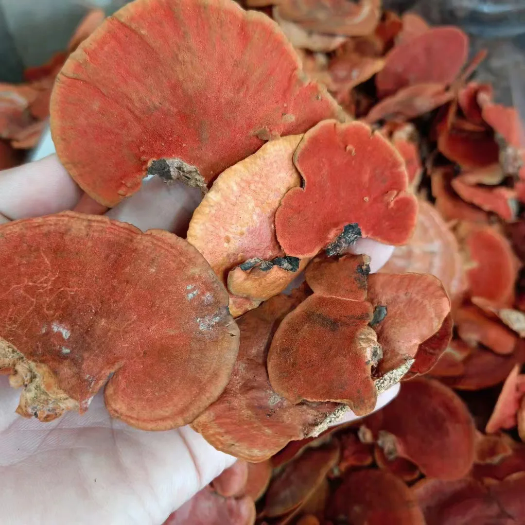 Rare Red Fungus on Tree Edible Cinnabar Polypore Mushroom for Sale