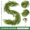 2-meter Spring Green Norfolk Pine - 60 heads