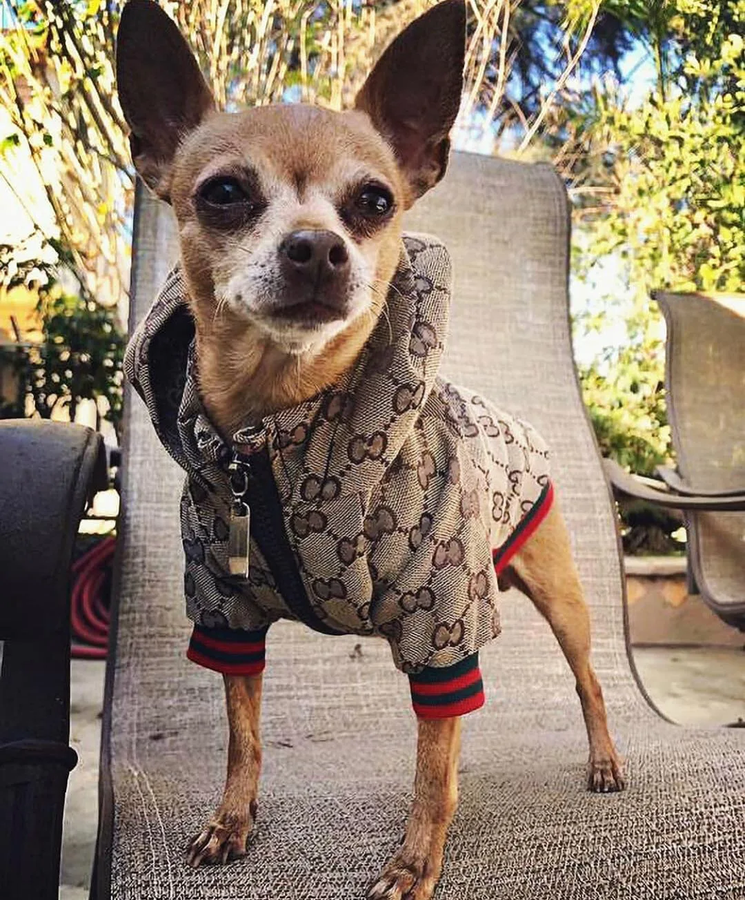 Dog fashion & Designer Dog Clothes – TOP 20+ BRANDS [2023 UPDATED