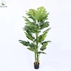 Turtle backed plant