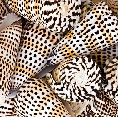 2024HIGH QUALITY PRODUCT to DECORATE/ LEOPARD CONE SHELL FROM VIETNAM/ GOOD PRICE and LARGE  QUANTITY for WHOLESALE