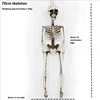 70-centimeter skeleton