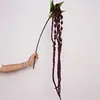 Pourpre