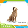PL127-1537 Perro perdiguero de oro 291g