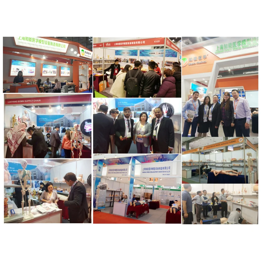 ADA-A3001 анатомию головы и шеи человека модели поперечного разлома