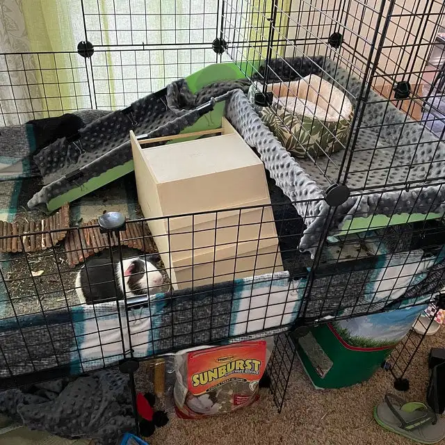 Pig House Diy Coroplast Guinea Pig Cage C And C Cage For Guinea - Main Image