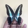 Fénix verde mariposa con alas