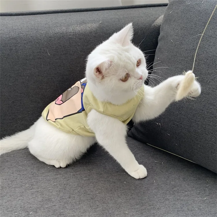 cat in human clothes