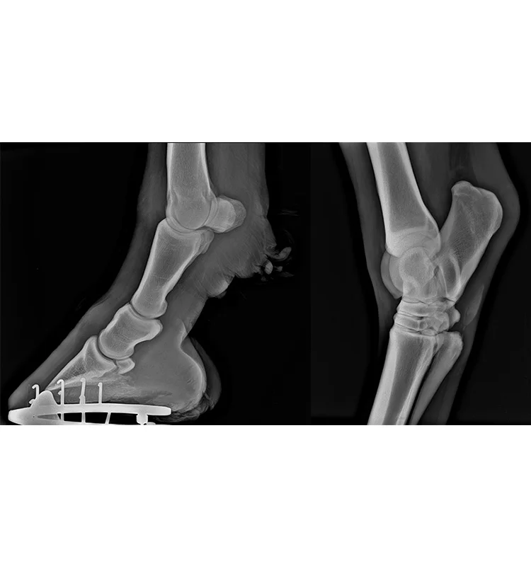 Safetynine High Frequency Radiography 100ma Xray System Medical