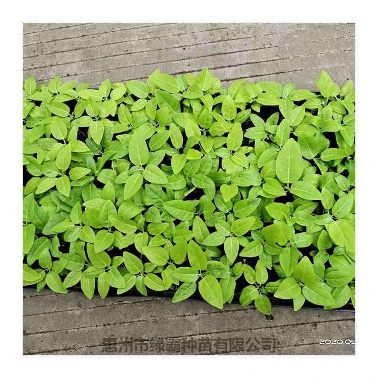 artificial plant seedling ficus microcarpa golden chinese banyan