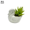 Cigno Dormiente (Miscela di Succulente)