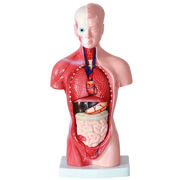 Modelo Anatómico De Cuerpo Humano,Modelo De Anatomía Del Torso 28cm - Buy  Torso Corporal,Torso De Cuerpo Humano,Modelo Anatómico De Torso De Cuerpo  Humano Product on 