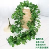 Begonia a 90 foglie, confezione da 5.
