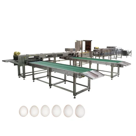 Great Farm Hot Sale Efficient Automatic Egg Sorting Line Automatic Egg Grading Machine with Conveyor Belt for Chicken Layer Farm