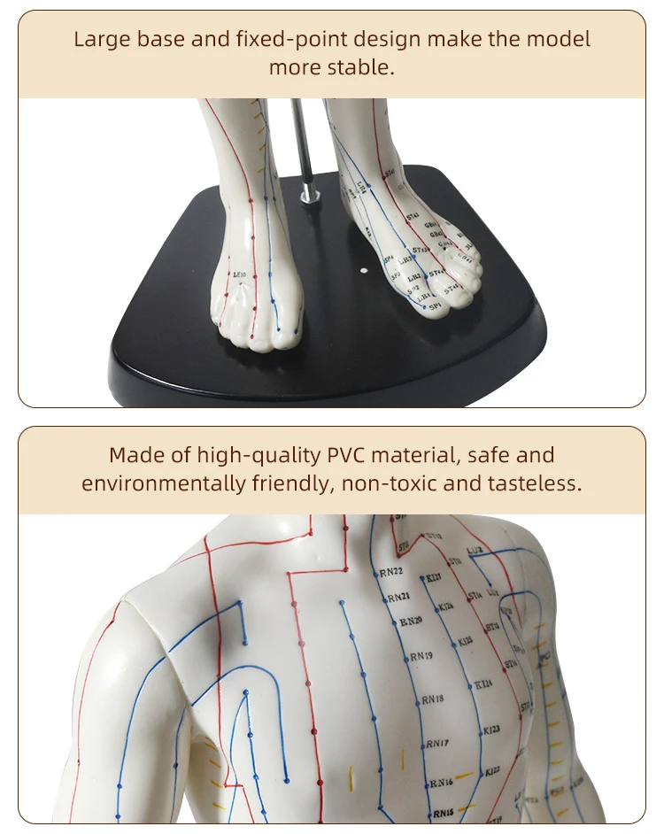 Human Acupoint Acupuncture Model Traditional Chinese Medical Twelve ...