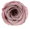 thé au lait/rose poussiéreux