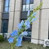 Campanula Blu
