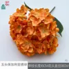 Hortensia búlgara de cinco cabezas XQ Naranja