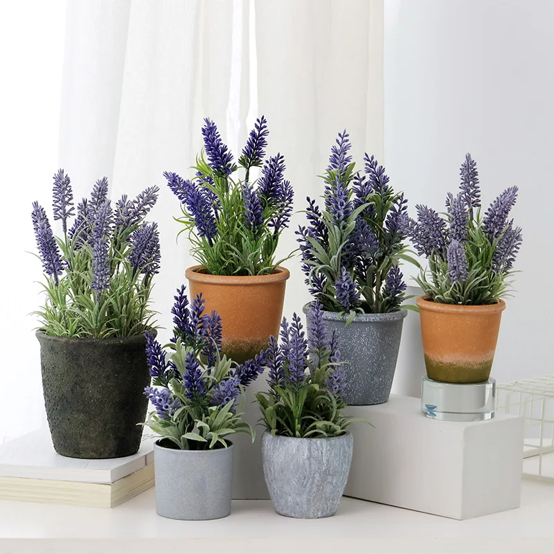 goodwin creek lavender plant Lavandula 'Goodwin Creek' – Plant Material main image 0