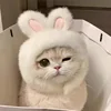 Fluffy rabbit