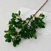 Ficus microcarpa - Avión de rama corta