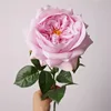 Pink Purple