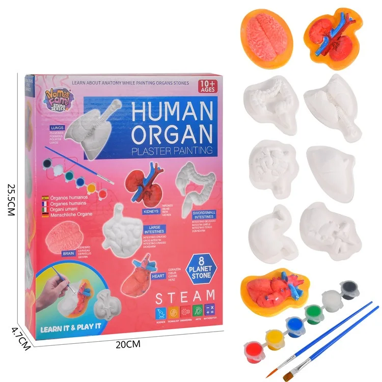 Опт, набор безопасных нетоксичных детских цветных человеческие органы простой цвет штукатурка роспись