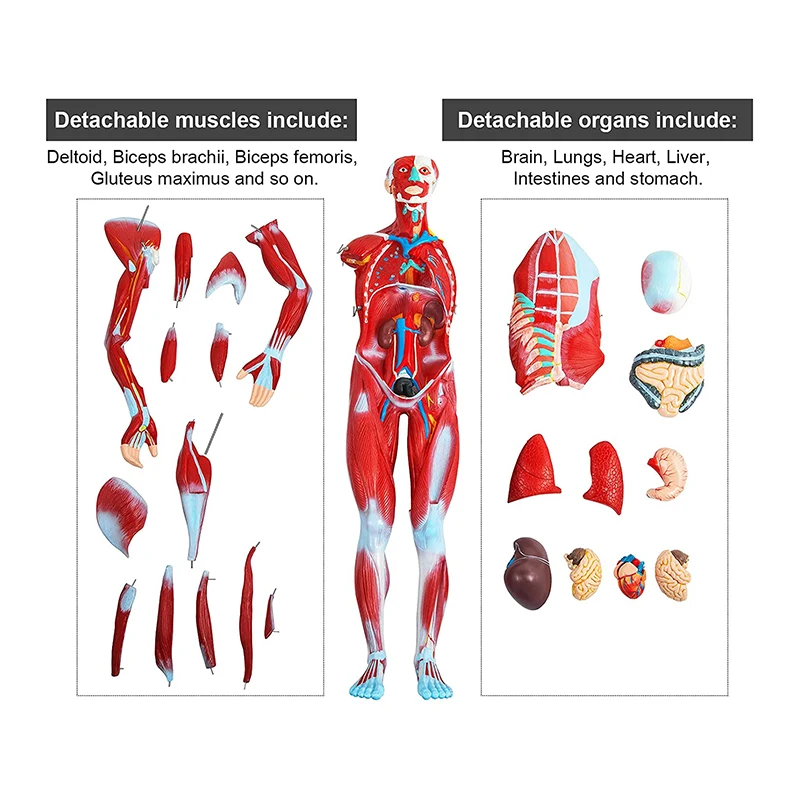 2 menschliche Anatomie Abbildung oberflächliche Muskel Anatomie Modell 