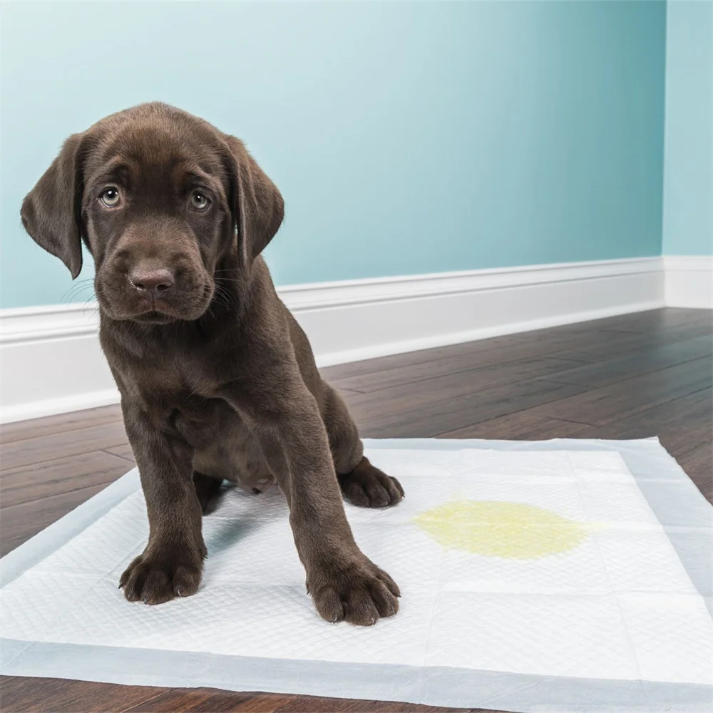 disposable puppy training pads