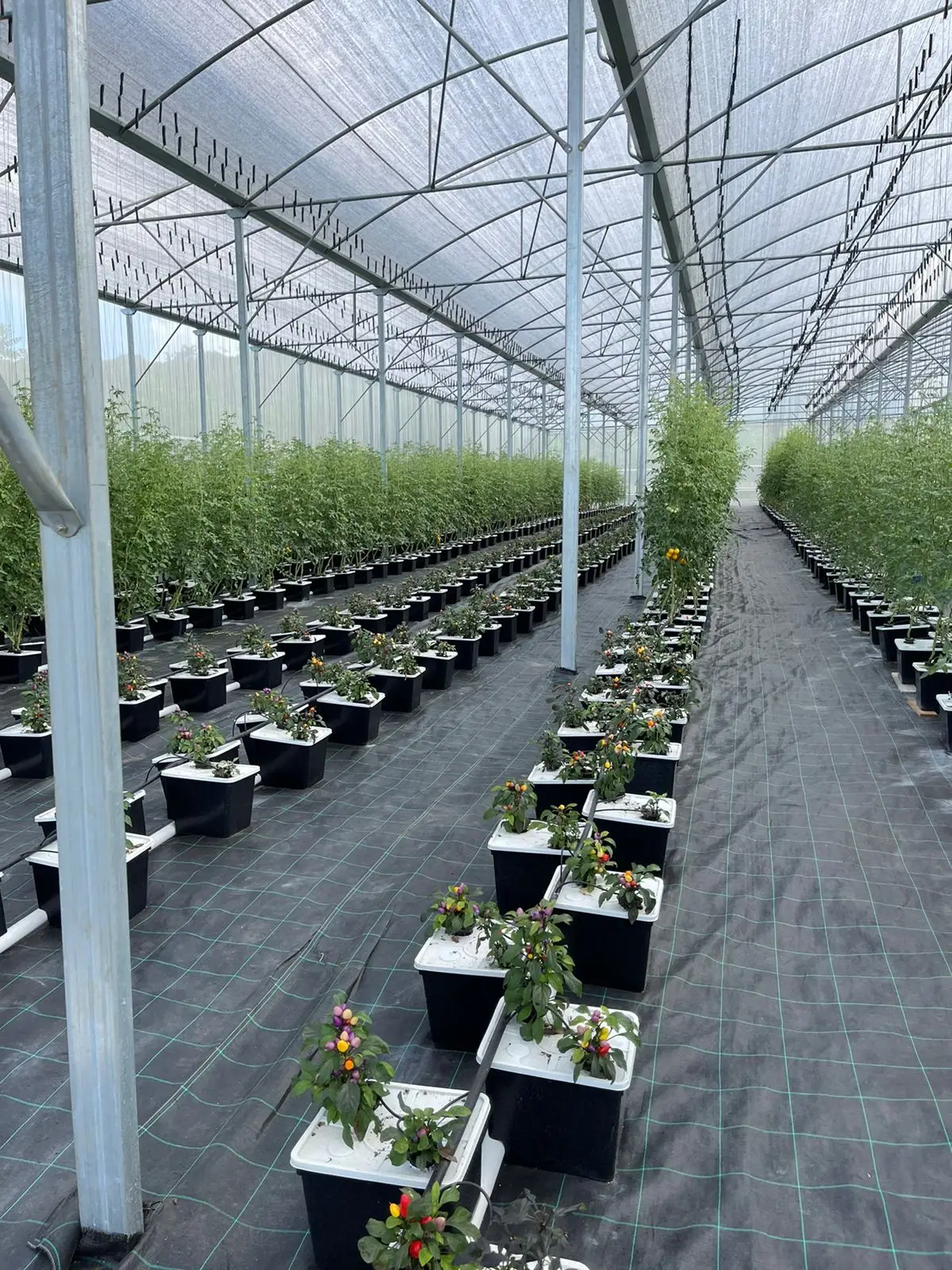 dutch bucket system