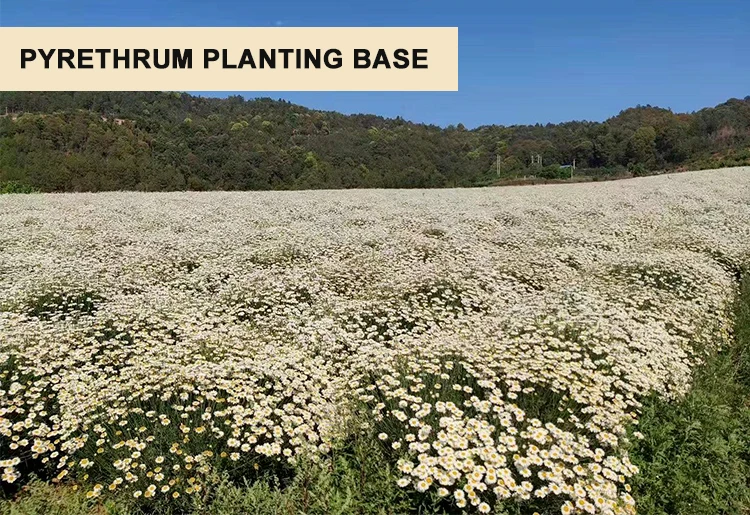 baisfu Pure Extract Pyrethrum 25% 50% Minyak cair kuning untuk Pyrethrin pyrethrosin cinerins Pyrethrosin Shampoo hewan 1