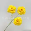 กุหลาบเพชรไร้ใบ