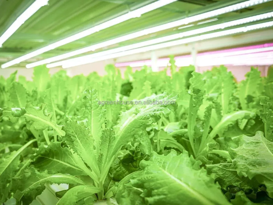Automated Intelligent Planting System Container Farm Multi-layer Vertical NFT Hydroponic Soilless Cultivation System 1