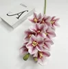 Viola Rosa