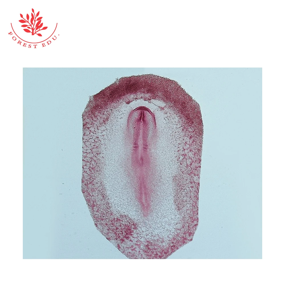 Chicks Slideshow Chick Embryology Microscope Slide Set - 18pcs Prepared Slides