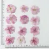 Sakura rosa viola chiaro