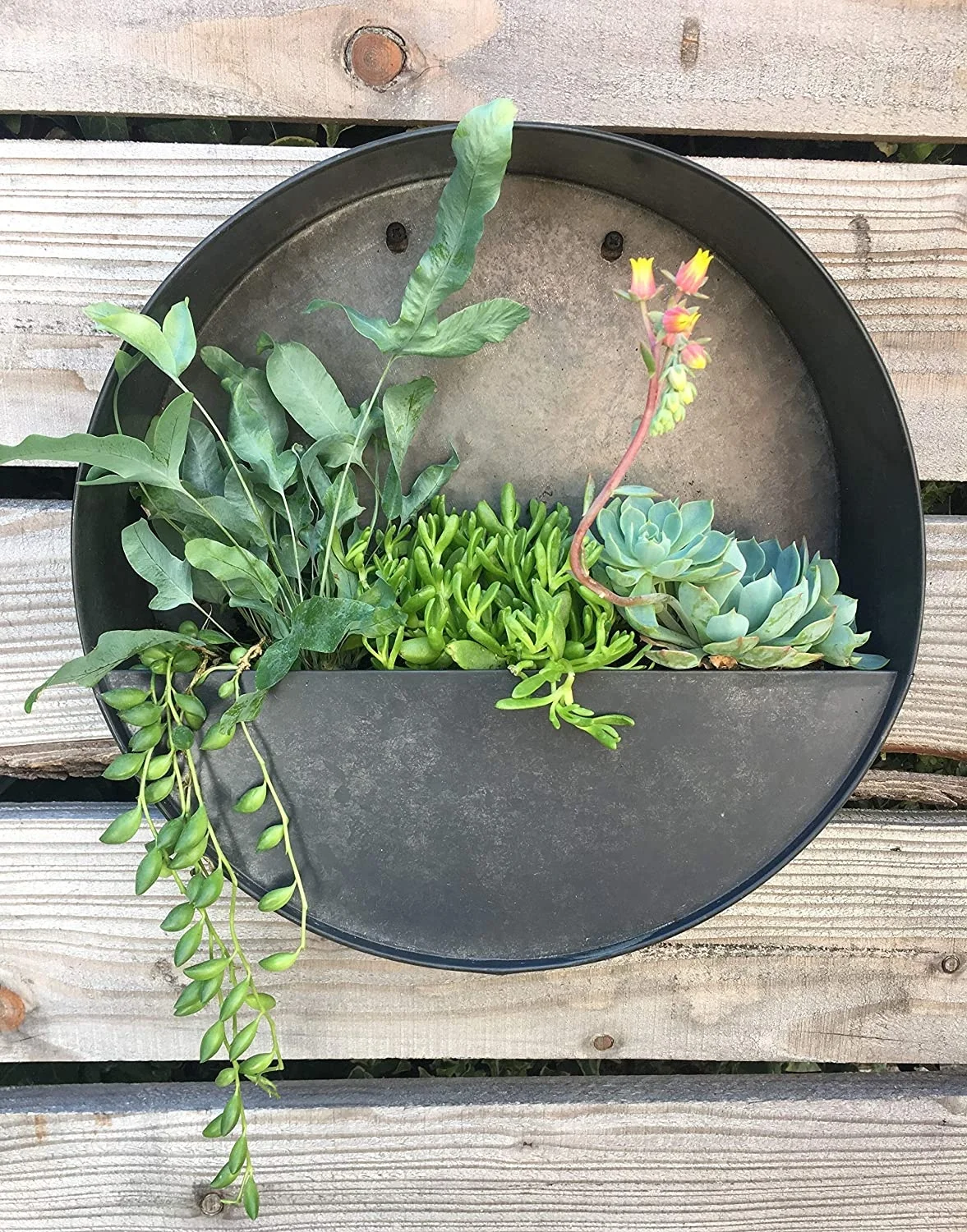 monstera lisc Monstera Plant Care - How to Grow Monstera deliciosa