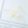 Rime bianco
