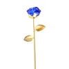 colorful Blue Rose