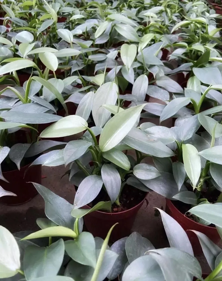 Philodendron Hastatum Silver Sword Plant Buy Philodendron Thailand Philodendron Live Plants Foliage Philodendron Silver Diamond Product On Alibaba Com